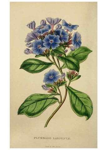 Reproducción/Reproduction 7447370896: The florist and garden miscellany.. London :Chapman and Hall,1850-1851.