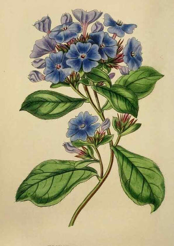 Reproducción/Reproduction 7447370896: The florist and garden miscellany.. London :Chapman and Hall,1850-1851.