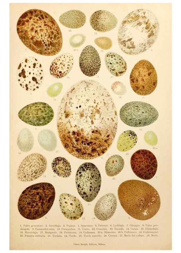 Reproducción/Reproduction 7413949304: Atlante ornitologico :. Milano :U. Hoepli,1902.