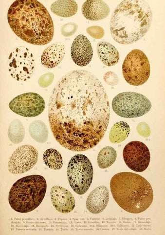 Reproducción/Reproduction 7413949304: Atlante ornitologico :. Milano :U. Hoepli,1902.