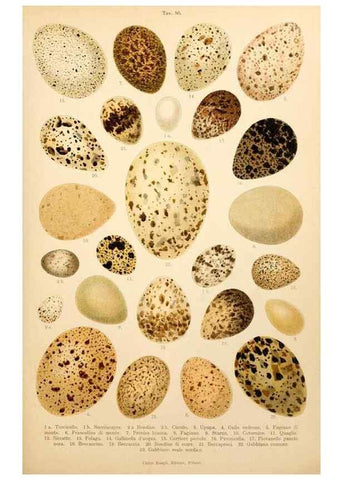 Reproducción/Reproduction 7413953052: Atlante ornitologico :. Milano :U. Hoepli,1902.