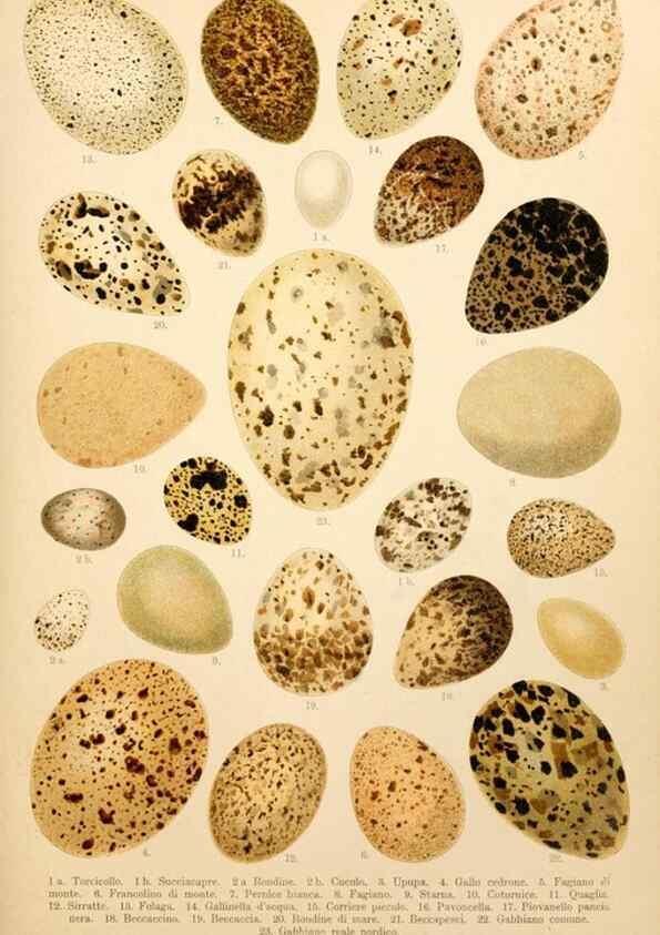 Reproducción/Reproduction 7413953052: Atlante ornitologico :. Milano :U. Hoepli,1902.