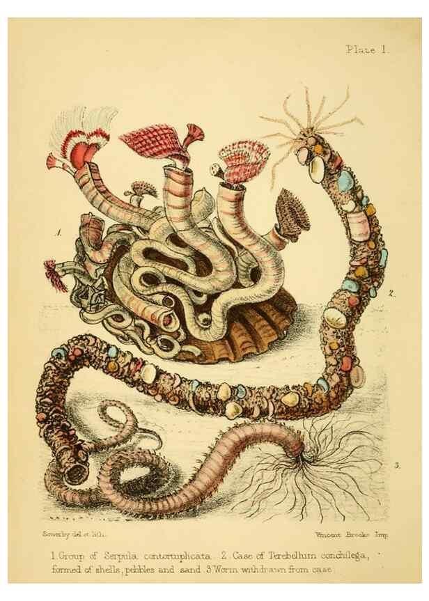Reproducción/Reproduction 7414335878: Popular history of the aquarium of marine and fresh-water animals and plants /. London :Lovell Reeve,1857.