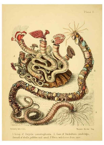 Reproducción/Reproduction 7414335878: Popular history of the aquarium of marine and fresh-water animals and plants /. London :Lovell Reeve,1857.