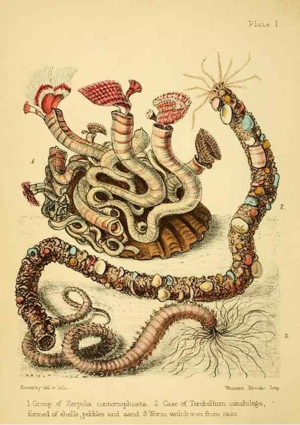 Reproducción/Reproduction 7414335878: Popular history of the aquarium of marine and fresh-water animals and plants /. London :Lovell Reeve,1857.