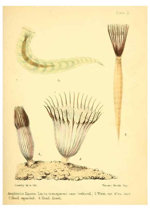 Reproducción/Reproduction 7414337352: Popular history of the aquarium of marine and fresh-water animals and plants /. London :Lovell Reeve,1857.