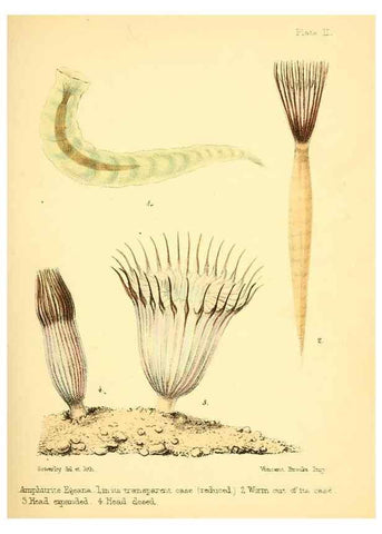 Reproducción/Reproduction 7414337352: Popular history of the aquarium of marine and fresh-water animals and plants /. London :Lovell Reeve,1857.