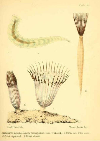 Reproducción/Reproduction 7414337352: Popular history of the aquarium of marine and fresh-water animals and plants /. London :Lovell Reeve,1857.