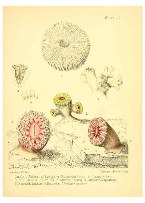 Reproducción/Reproduction 7414338908: Popular history of the aquarium of marine and fresh-water animals and plants /. London :Lovell Reeve,1857.
