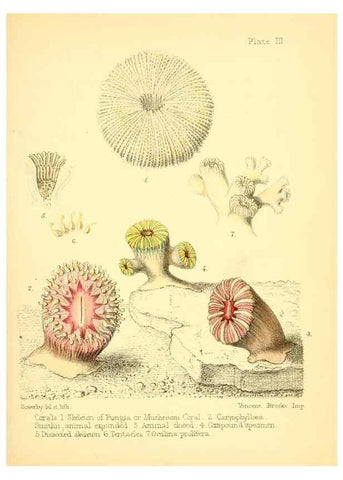 Reproducción/Reproduction 7414338908: Popular history of the aquarium of marine and fresh-water animals and plants /. London :Lovell Reeve,1857.