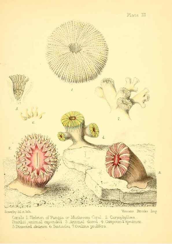 Reproducción/Reproduction 7414338908: Popular history of the aquarium of marine and fresh-water animals and plants /. London :Lovell Reeve,1857.