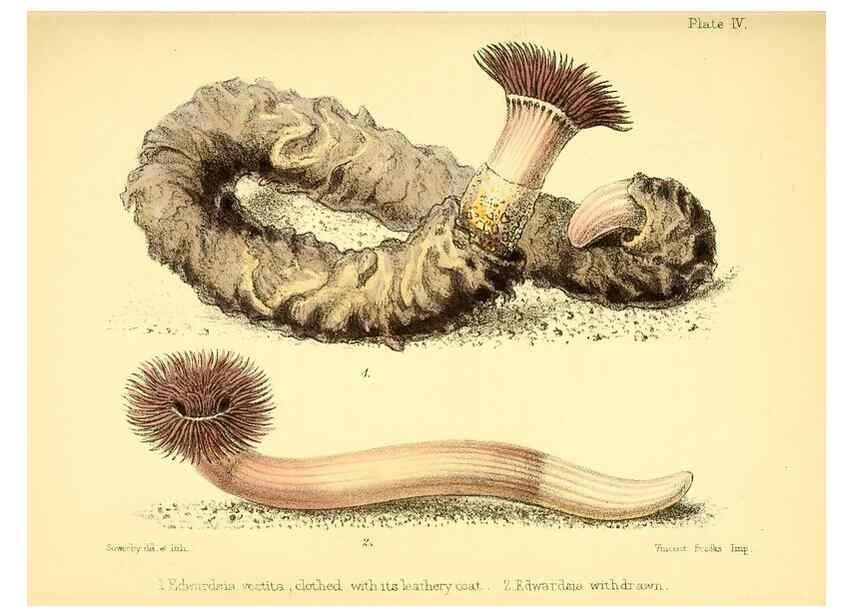 Reproducción/Reproduction 7414340764: Popular history of the aquarium of marine and fresh-water animals and plants /. London :Lovell Reeve,1857.