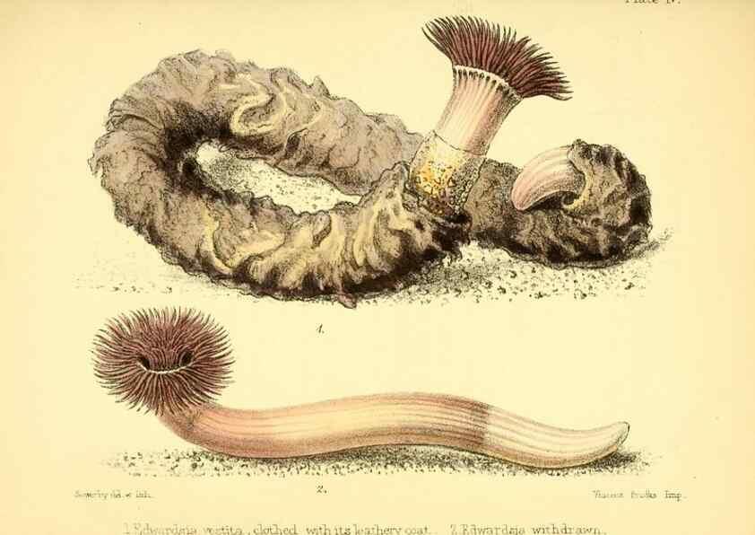 Reproducción/Reproduction 7414340764: Popular history of the aquarium of marine and fresh-water animals and plants /. London :Lovell Reeve,1857.