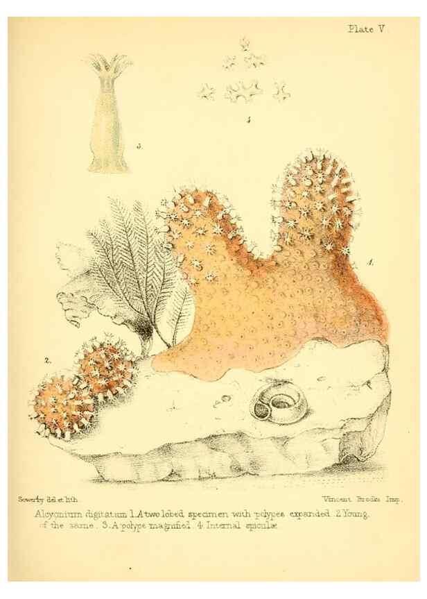 Reproducción/Reproduction 7414342344: Popular history of the aquarium of marine and fresh-water animals and plants /. London :Lovell Reeve,1857.