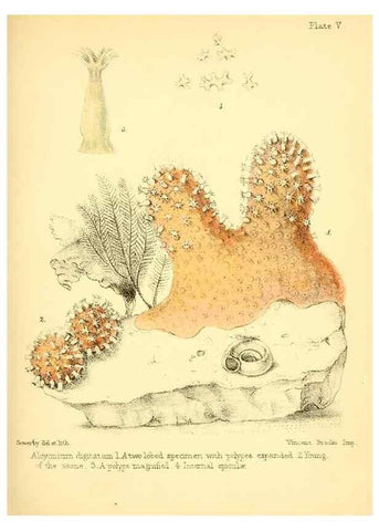 Reproducción/Reproduction 7414342344: Popular history of the aquarium of marine and fresh-water animals and plants /. London :Lovell Reeve,1857.