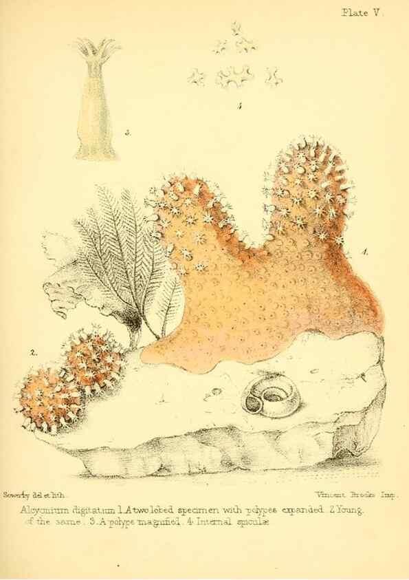 Reproducción/Reproduction 7414342344: Popular history of the aquarium of marine and fresh-water animals and plants /. London :Lovell Reeve,1857.