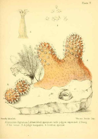 Reproducción/Reproduction 7414342344: Popular history of the aquarium of marine and fresh-water animals and plants /. London :Lovell Reeve,1857.
