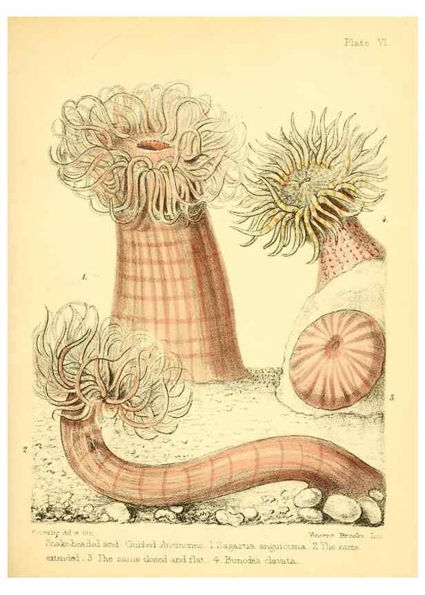 Reproducción/Reproduction 7414344706: Popular history of the aquarium of marine and fresh-water animals and plants /. London :Lovell Reeve,1857.