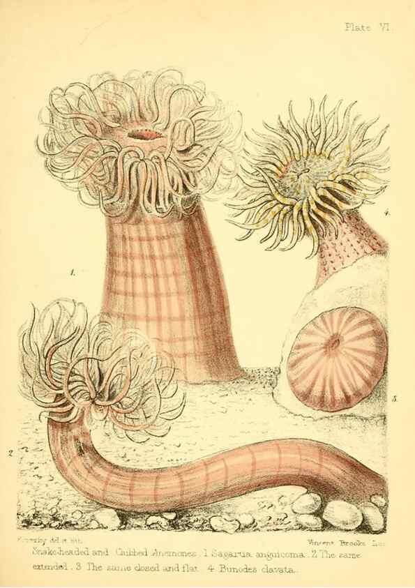 Reproducción/Reproduction 7414344706: Popular history of the aquarium of marine and fresh-water animals and plants /. London :Lovell Reeve,1857.
