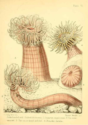 Reproducción/Reproduction 7414344706: Popular history of the aquarium of marine and fresh-water animals and plants /. London :Lovell Reeve,1857.
