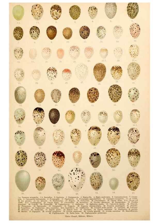 Reproducción/Reproduction 7413951090: Atlante ornitologico :. Milano :U. Hoepli,1902.