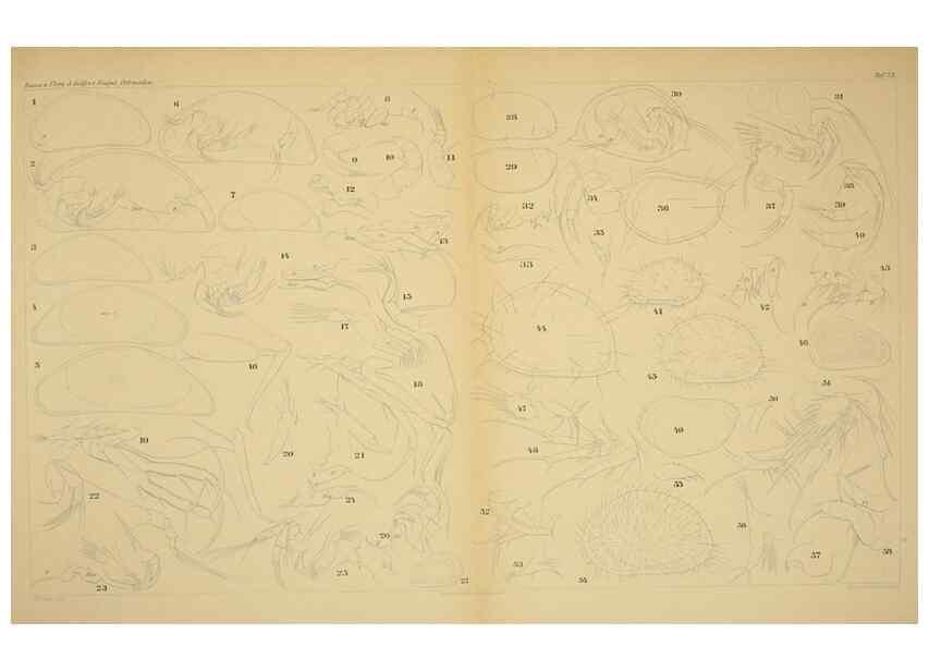 Reproducción/Reproduction 7448781370: Die ostracoden des golfes von Neapel und der angrenzenden meeres-abschnitte. Berlin,R. Friedlander,1894.
