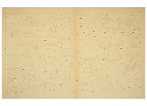 Reproducción/Reproduction 7448781370: Die ostracoden des golfes von Neapel und der angrenzenden meeres-abschnitte. Berlin,R. Friedlander,1894.
