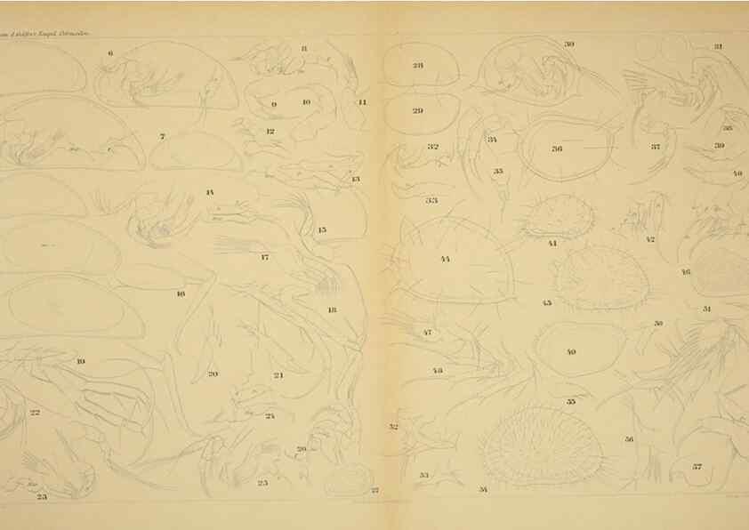 Reproducción/Reproduction 7448781370: Die ostracoden des golfes von Neapel und der angrenzenden meeres-abschnitte. Berlin,R. Friedlander,1894.