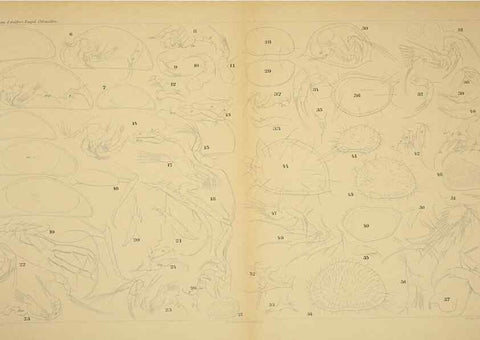 Reproducción/Reproduction 7448781370: Die ostracoden des golfes von Neapel und der angrenzenden meeres-abschnitte. Berlin,R. Friedlander,1894.