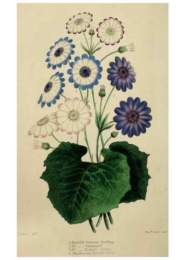 Reproducción/Reproduction 7447371532: The florist and garden miscellany.. London :Chapman and Hall,1850-1851.