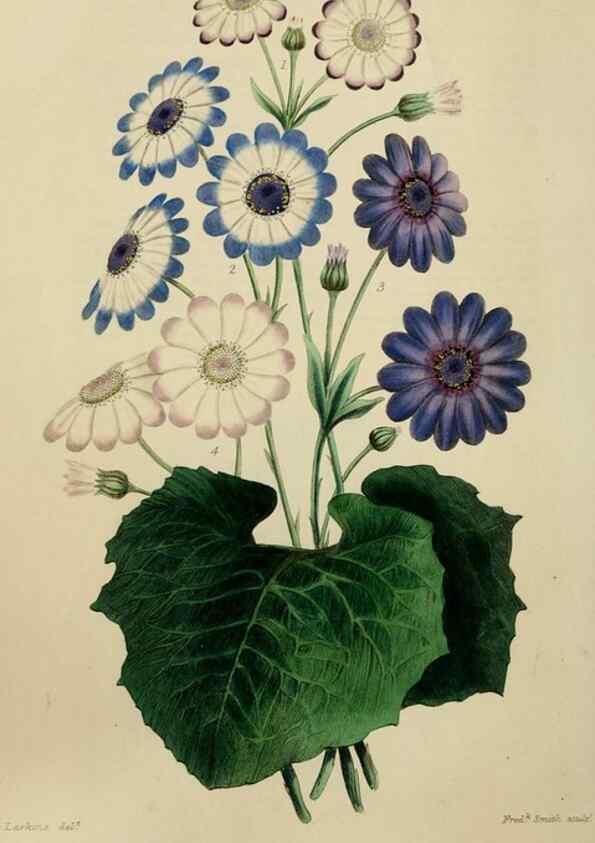 Reproducción/Reproduction 7447371532: The florist and garden miscellany.. London :Chapman and Hall,1850-1851.