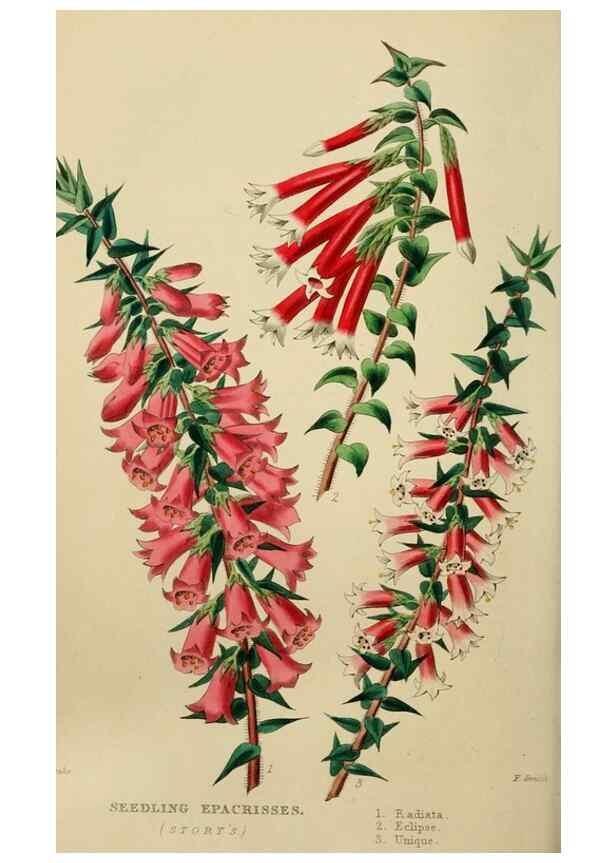 Reproducción/Reproduction 7447373324: The florist and garden miscellany.. London :Chapman and Hall,1850-1851.