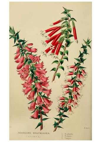 Reproducción/Reproduction 7447373324: The florist and garden miscellany.. London :Chapman and Hall,1850-1851.
