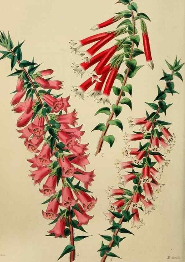 Reproducción/Reproduction 7447373324: The florist and garden miscellany.. London :Chapman and Hall,1850-1851.