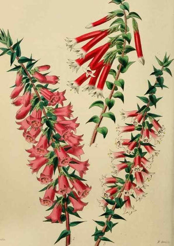 Reproducción/Reproduction 7447373324: The florist and garden miscellany.. London :Chapman and Hall,1850-1851.