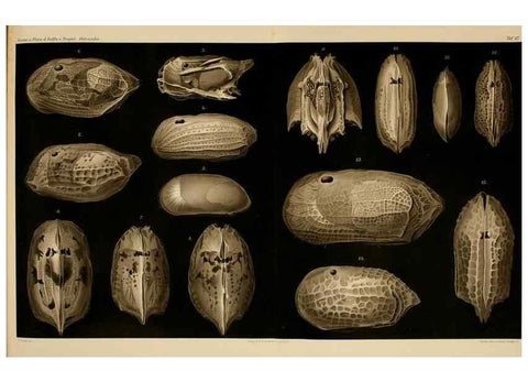 Reproducción/Reproduction 7448761812: Die ostracoden des golfes von Neapel und der angrenzenden meeres-abschnitte. Berlin,R. Friedlander,1894.