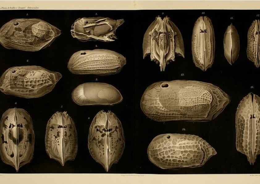 Reproducción/Reproduction 7448761812: Die ostracoden des golfes von Neapel und der angrenzenden meeres-abschnitte. Berlin,R. Friedlander,1894.