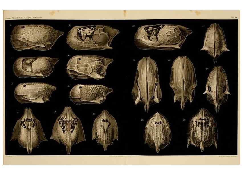 Reproducción/Reproduction 7448763360: Die ostracoden des golfes von Neapel und der angrenzenden meeres-abschnitte. Berlin,R. Friedlander,1894.