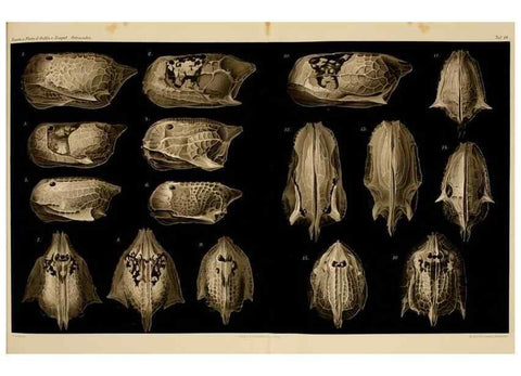 Reproducción/Reproduction 7448763360: Die ostracoden des golfes von Neapel und der angrenzenden meeres-abschnitte. Berlin,R. Friedlander,1894.