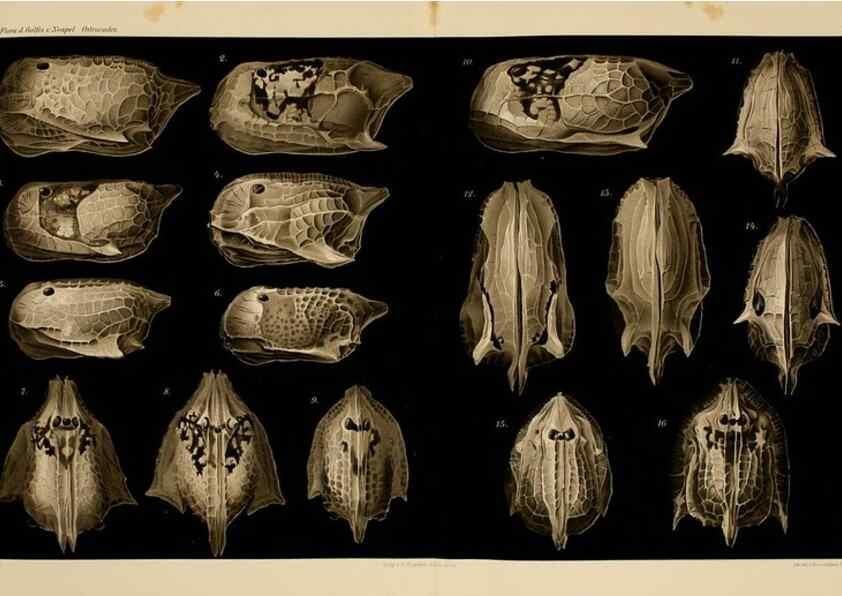 Reproducción/Reproduction 7448763360: Die ostracoden des golfes von Neapel und der angrenzenden meeres-abschnitte. Berlin,R. Friedlander,1894.