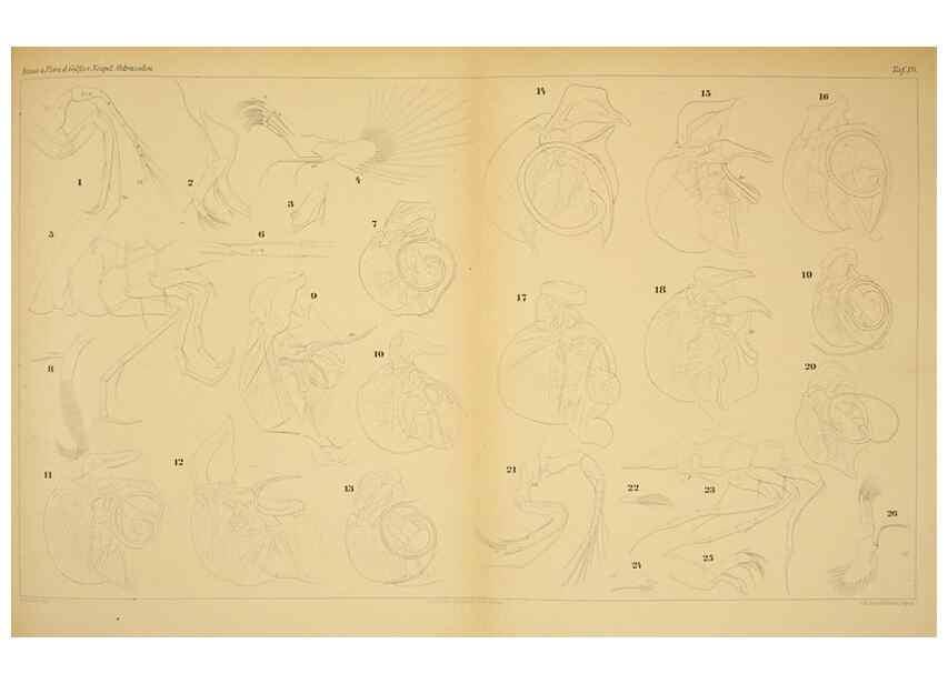 Reproducción/Reproduction 7448764280: Die ostracoden des golfes von Neapel und der angrenzenden meeres-abschnitte. Berlin,R. Friedlander,1894.