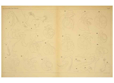 Reproducción/Reproduction 7448764280: Die ostracoden des golfes von Neapel und der angrenzenden meeres-abschnitte. Berlin,R. Friedlander,1894.