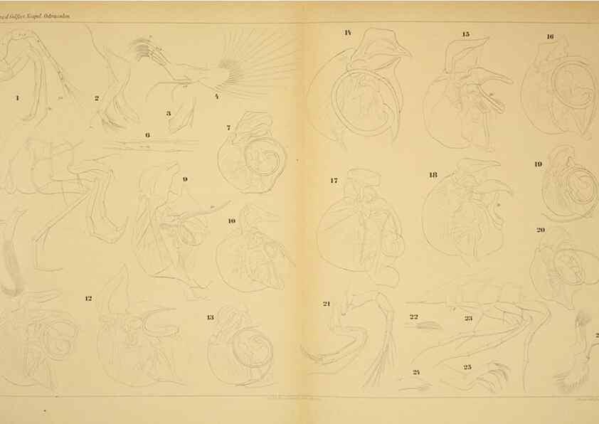 Reproducción/Reproduction 7448764280: Die ostracoden des golfes von Neapel und der angrenzenden meeres-abschnitte. Berlin,R. Friedlander,1894.