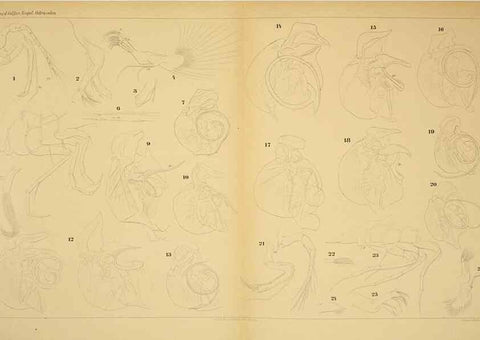 Reproducción/Reproduction 7448764280: Die ostracoden des golfes von Neapel und der angrenzenden meeres-abschnitte. Berlin,R. Friedlander,1894.