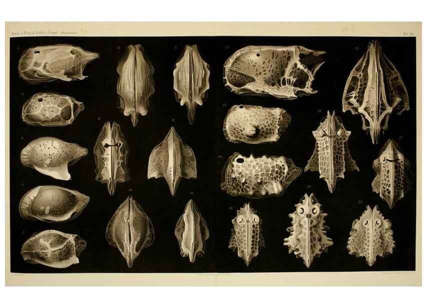 Reproducción/Reproduction 7448765920: Die ostracoden des golfes von Neapel und der angrenzenden meeres-abschnitte. Berlin,R. Friedlander,1894.