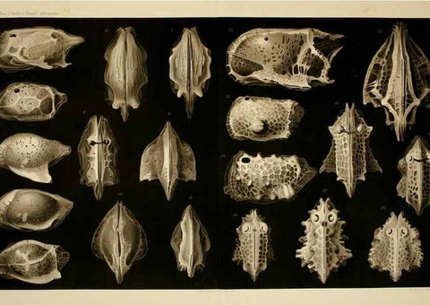Reproducción/Reproduction 7448765920: Die ostracoden des golfes von Neapel und der angrenzenden meeres-abschnitte. Berlin,R. Friedlander,1894.