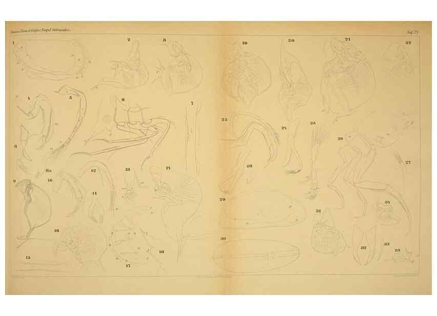Reproducción/Reproduction 7448766892: Die ostracoden des golfes von Neapel und der angrenzenden meeres-abschnitte. Berlin,R. Friedlander,1894.
