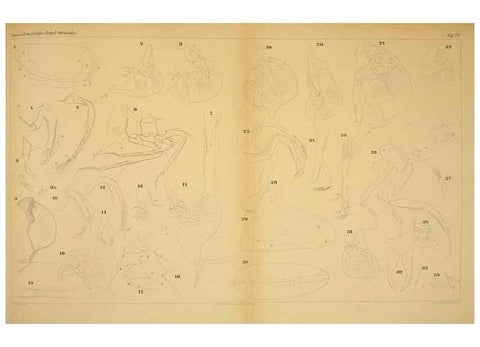 Reproducción/Reproduction 7448766892: Die ostracoden des golfes von Neapel und der angrenzenden meeres-abschnitte. Berlin,R. Friedlander,1894.