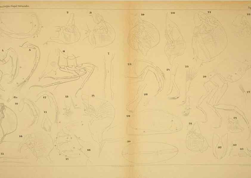 Reproducción/Reproduction 7448766892: Die ostracoden des golfes von Neapel und der angrenzenden meeres-abschnitte. Berlin,R. Friedlander,1894.