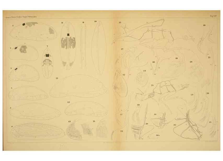 Reproducción/Reproduction 7448767874: Die ostracoden des golfes von Neapel und der angrenzenden meeres-abschnitte. Berlin,R. Friedlander,1894.